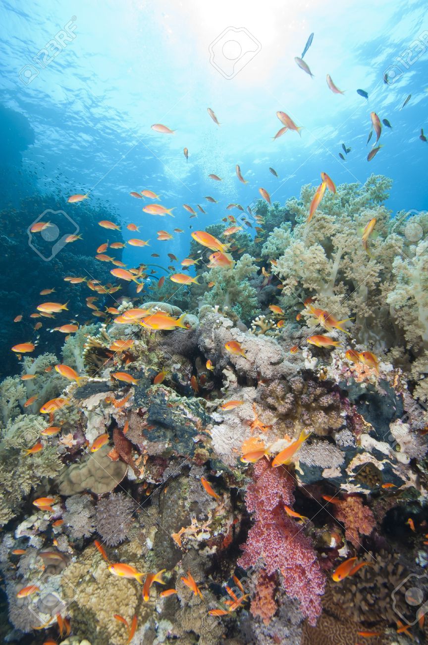 14185097-stunning-tropical-coral-reef-scenery-with-shoals-of-fish-in-the-sun.jpg