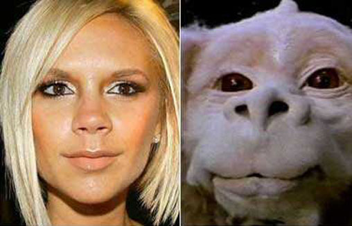 188576-muppets-to-puppets-celebrity-look-alikes.jpg