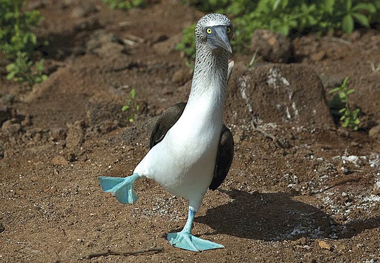 65_bird_Booby.jpg