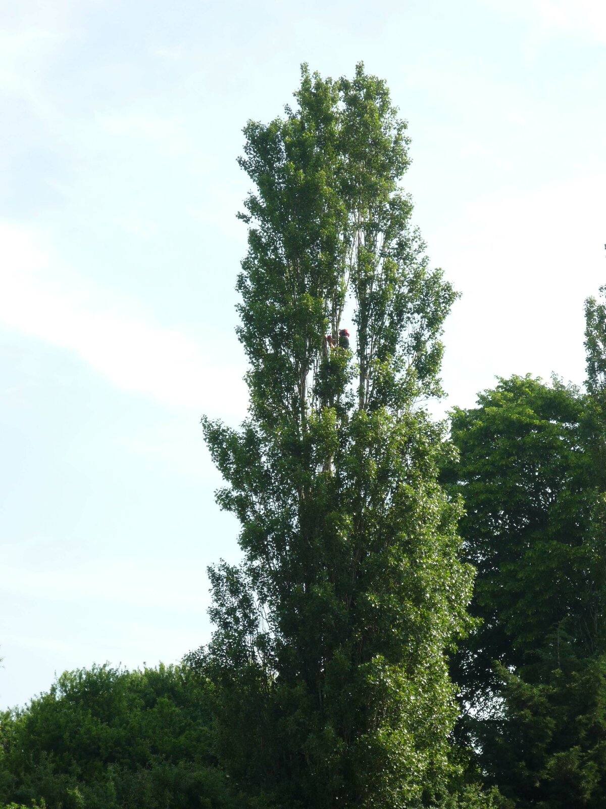 a tree.jpg