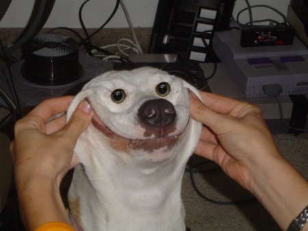 AA funny-dog-smiley-face-image.jpg