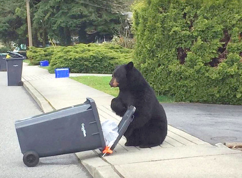 bear-eating-garbage.jpg