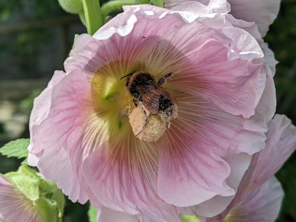 bee.jpg