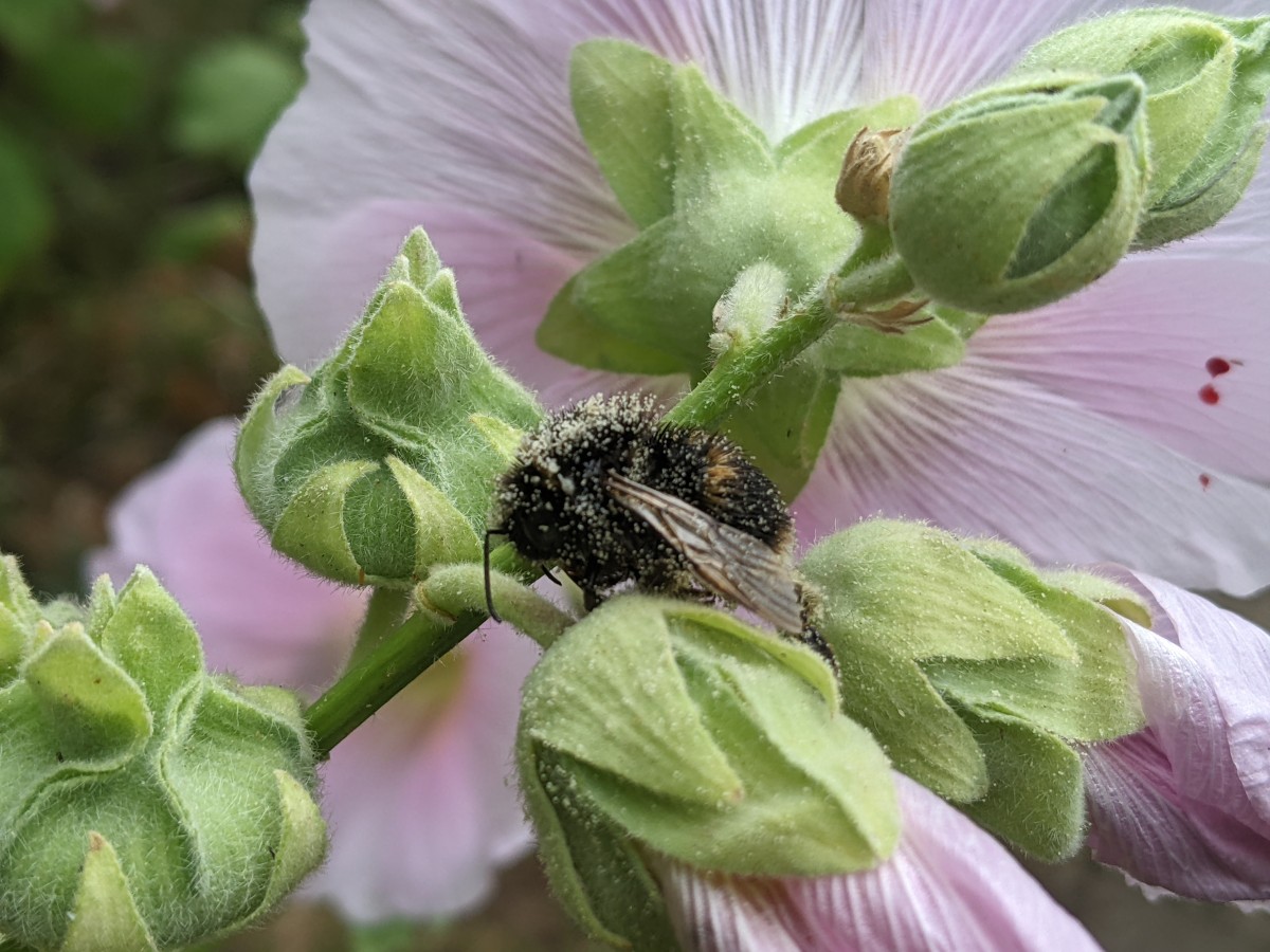 bee1.jpg