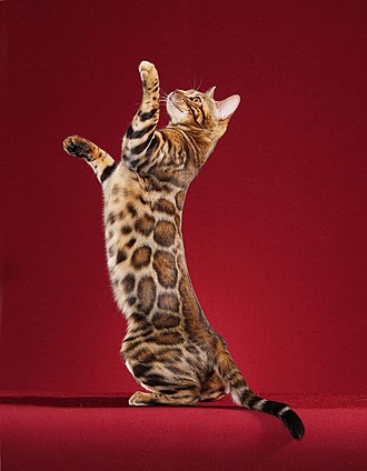 bengal.jpg