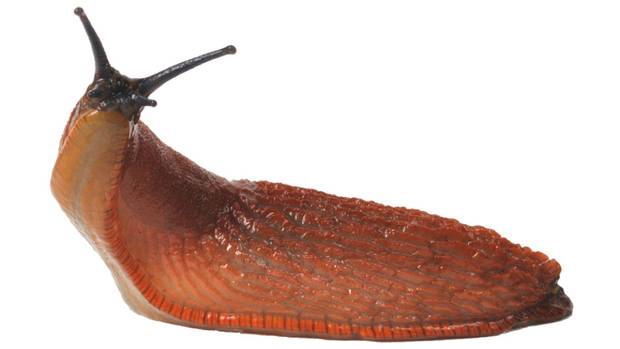 big SLUG.jpg