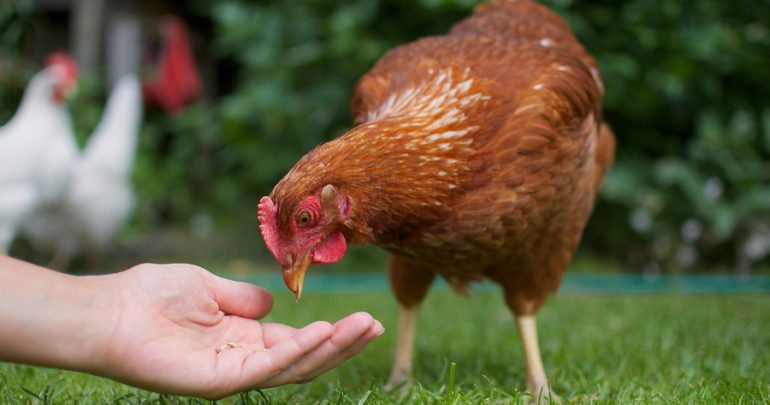 bigstock-Hand-feeds-the-chicken-77023556-770x405.jpg