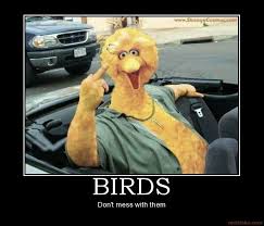 bird.jpg