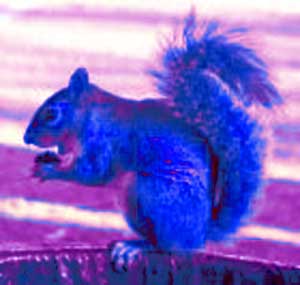 Blue%20Squirrel.jpg