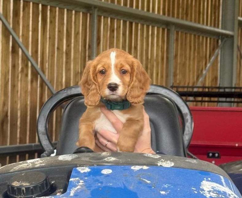 Bonnie tractor.jpg