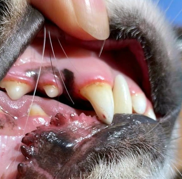 broken tooth 3.jpg