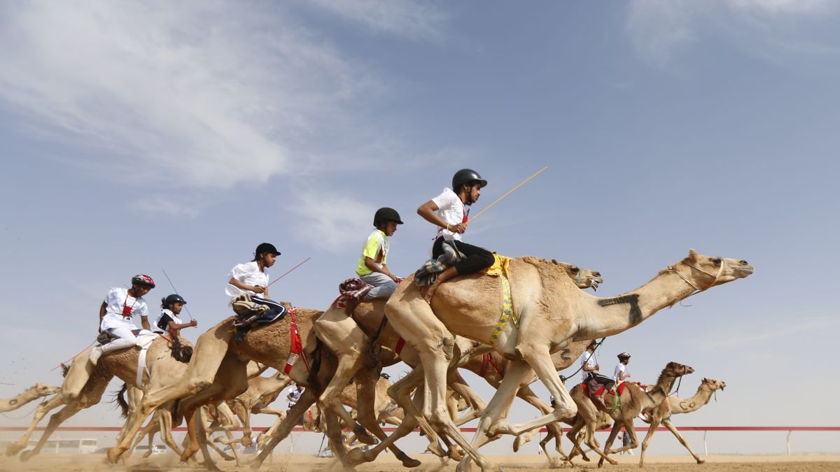 camel.jpg