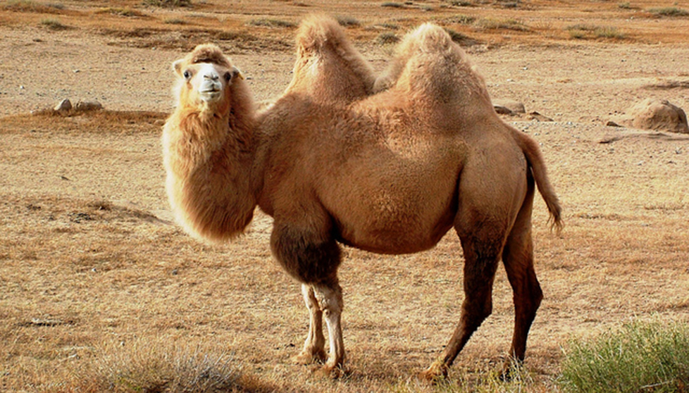 Camel1.jpg