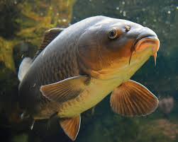 carp.jpg