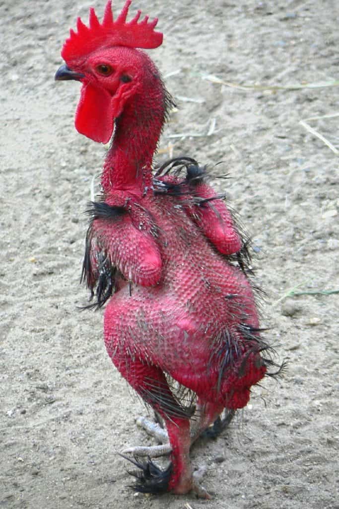 chicken-losing-feathers-on-its-entire-body-683x1024.jpg