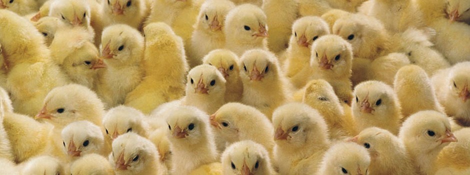 chicks-3-940x350.jpg