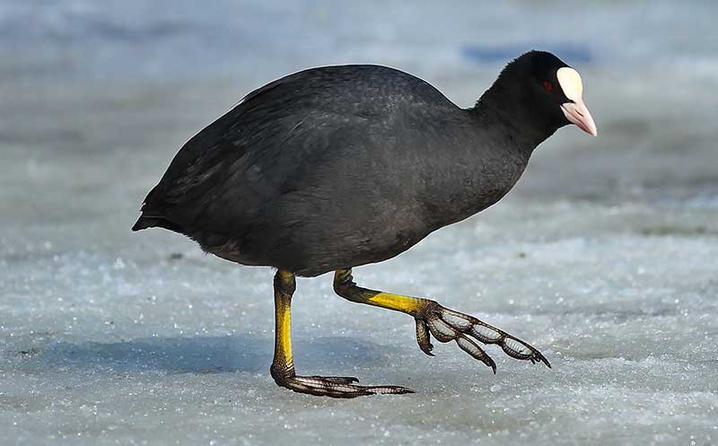 coot-2.jpg