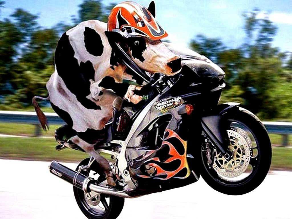 cow.jpg