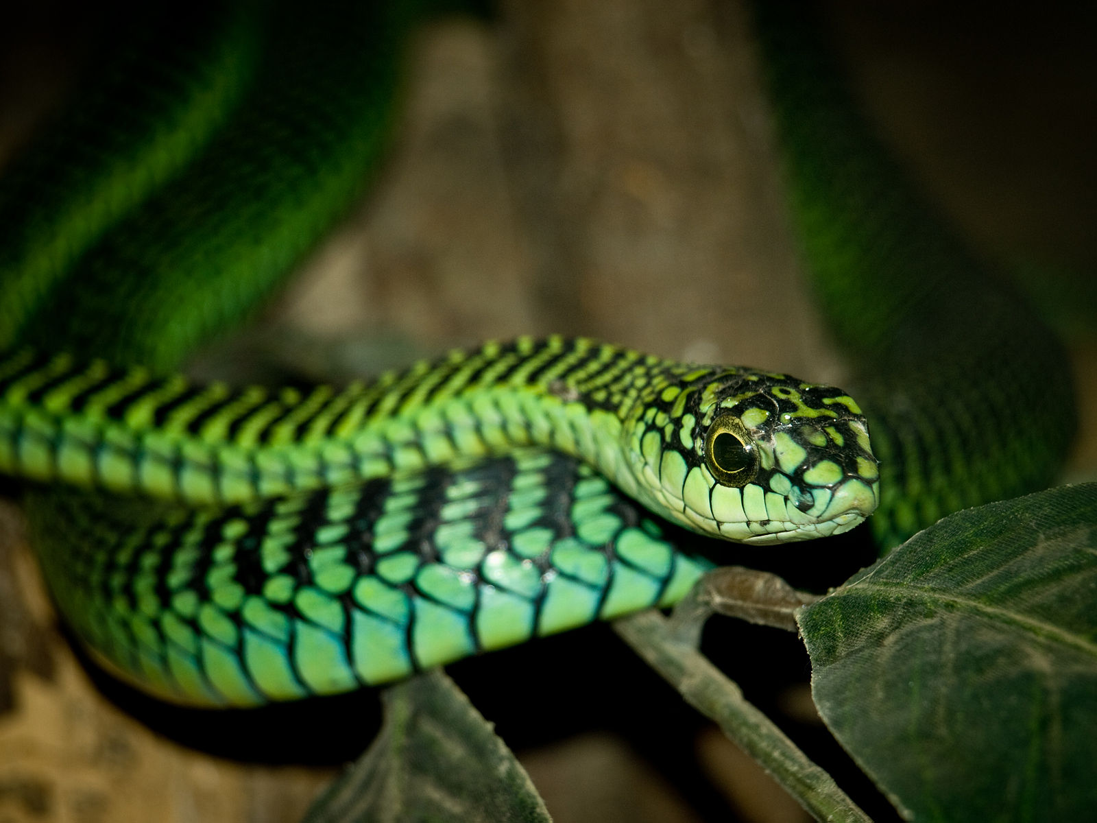 Dispholidus_typus.jpg
