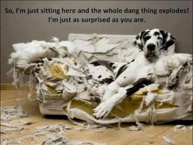 dog-destroys-couch-funny.png