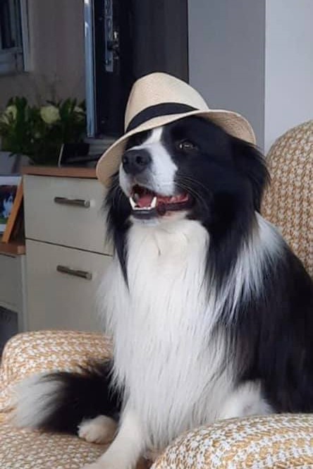 Dog from Havana.jpg