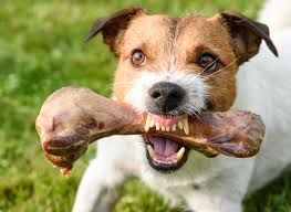 dog with bone.jpg