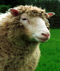 Dolly.jpg