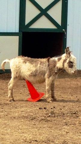 donkey.jpg