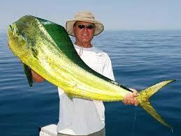 Dorado.jpg