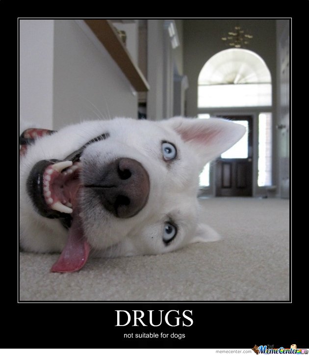 Drugs-Not-Suitable-For-Dogs-Funny-Meme-Poster.jpg