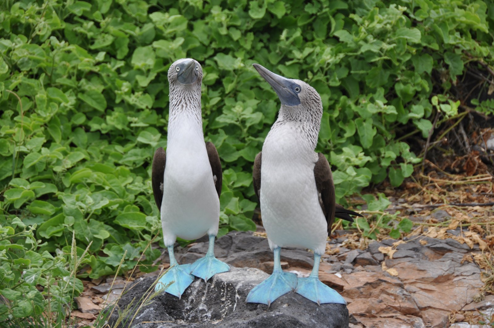 dsc_0613.jpg