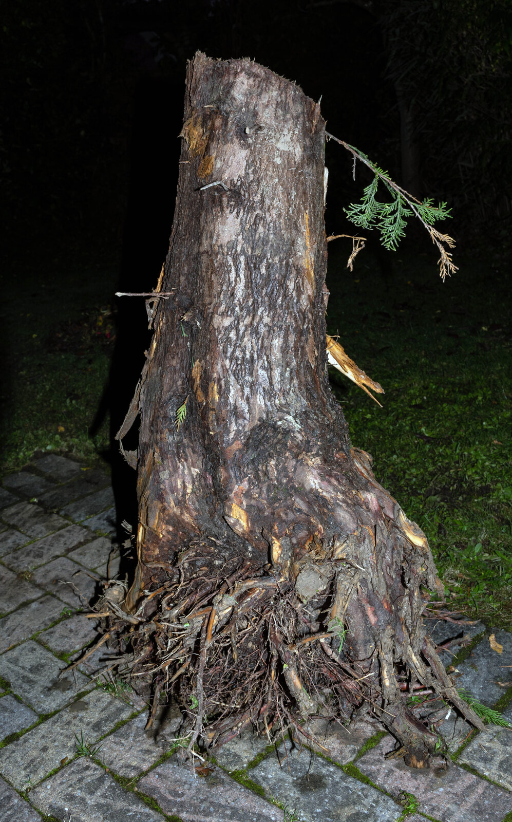 DSC_1927.jpg