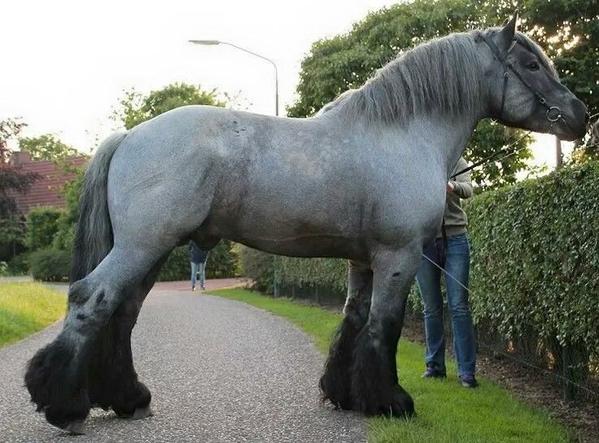 Dutch-Draft-Stallion_grande.jpg