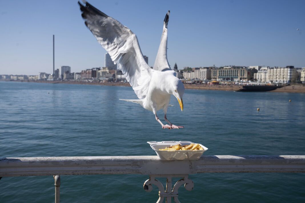 expert-stop-seagulls-stealing-chips-UK-minit-heatwave-6156358-2468023722.jpg
