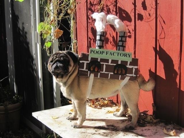 Factory dog.jpg