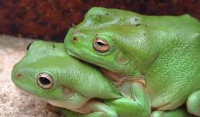 fucking frogs.jpg