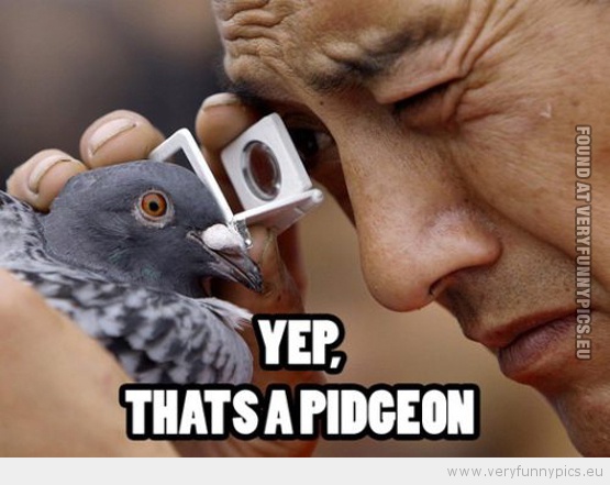 funny-picture-yep-thats-a-pidgeon.jpg