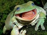 good frog.jpg