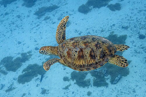Green_sea_turtle_(Chelonia_mydas)_Moorea.jpg