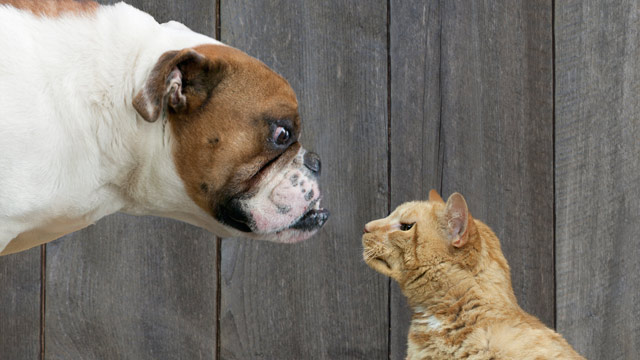 gty_dog_cat_ll_1203008_wmain.jpg