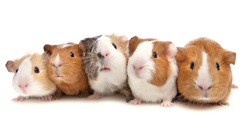 guinea-pigs-coloration.jpg