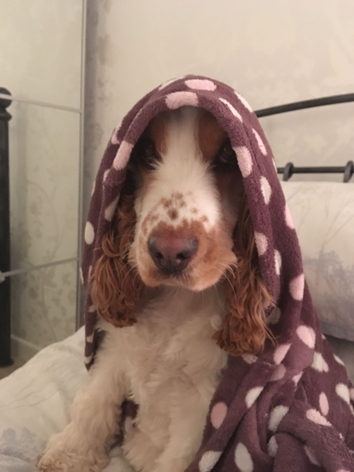 hoodie.jpg
