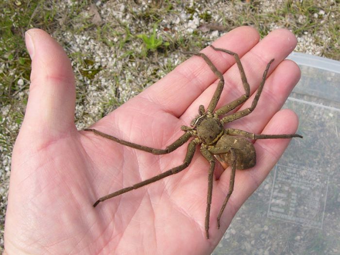 Huntsman-spider.jpg