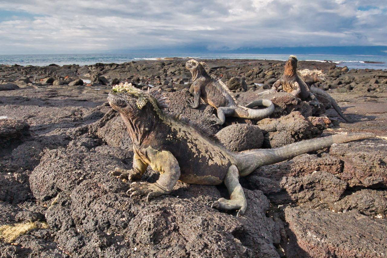 Iguana.jpg