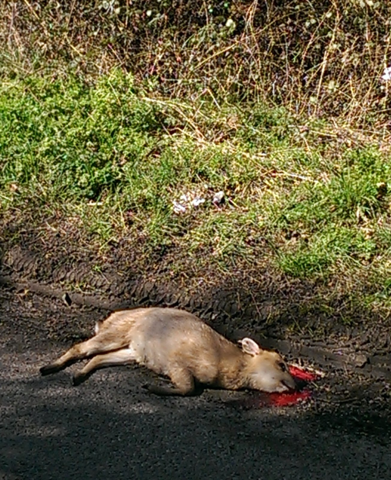 IMAG0282.jpg