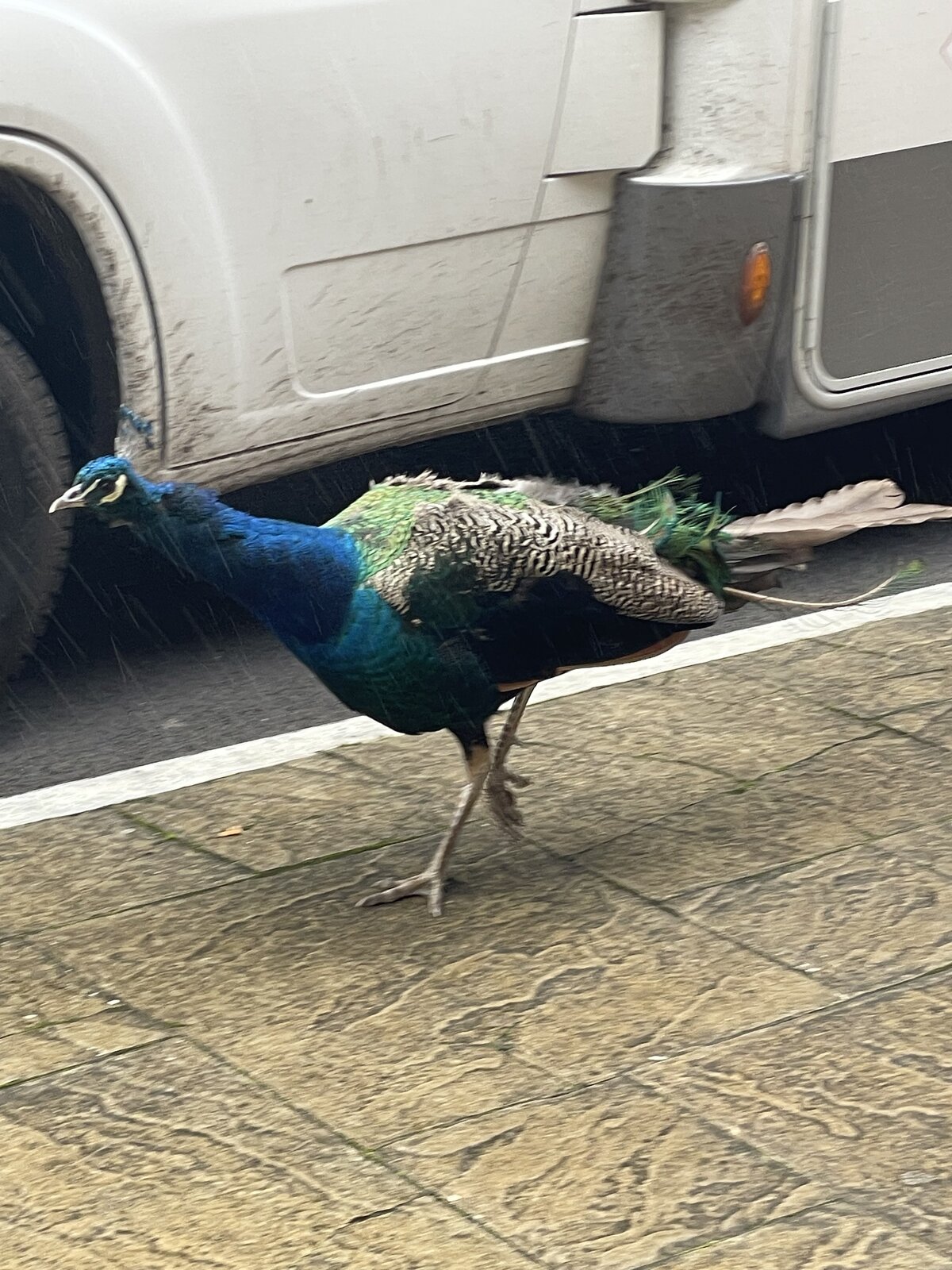 IMG_0228.jpeg