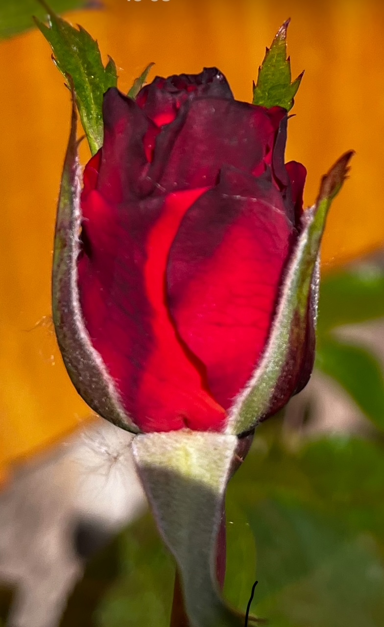 IMG_1725.jpg