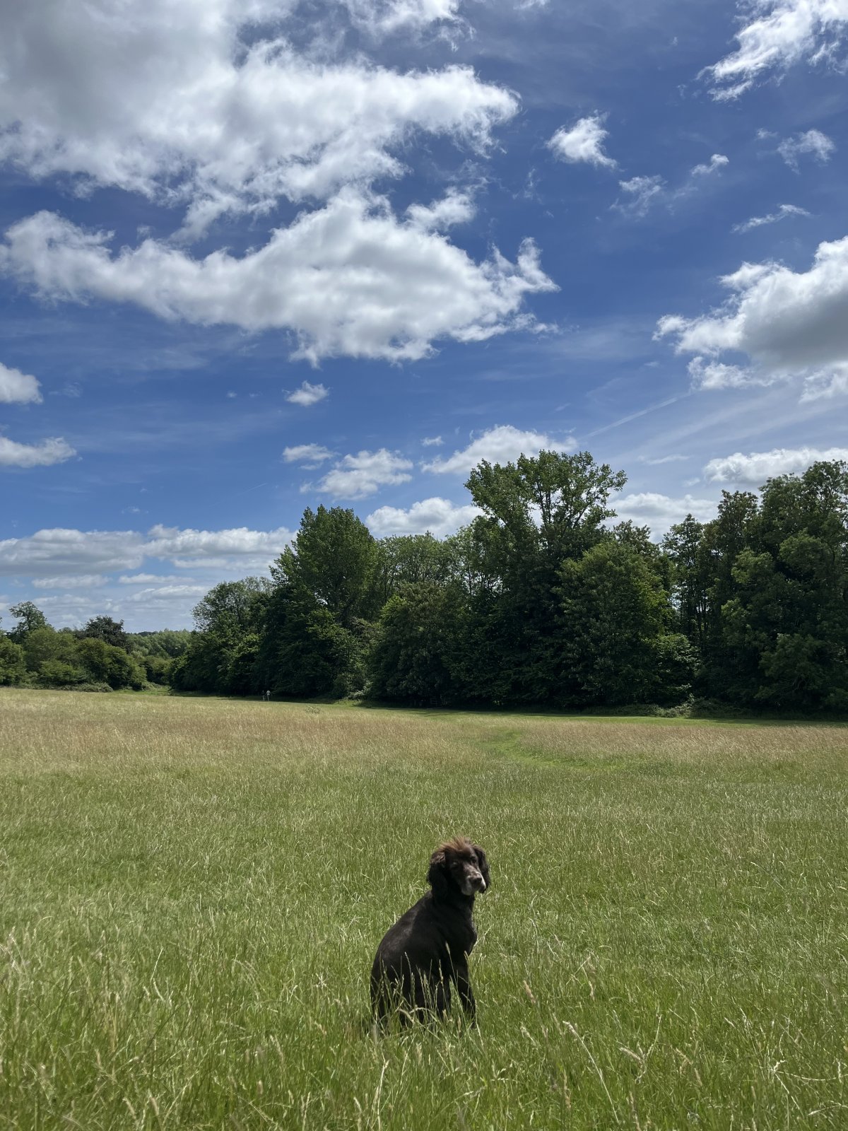 IMG_2332.jpeg