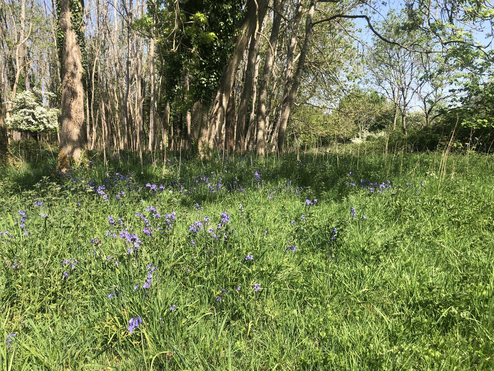 IMG_3383.jpeg