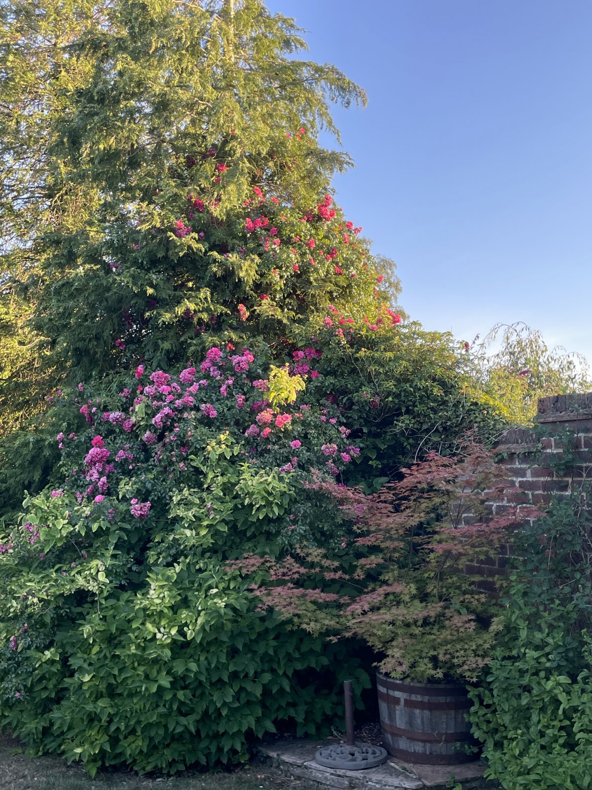 IMG_6784.jpeg